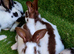 Continental Giants / Papillon Giants
