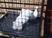Lovely Indian fantails for sale