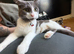 9 beautiful kittens