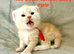 Stunning pedigree Maine Coon kittens