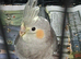 2 Female Cockatiels