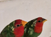 D N A tested young pair of pied redfaced parrot finch for sale