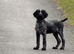 Gorgeous german wirehaired Pointer