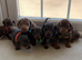 Dachshund