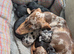 Puppies for sale