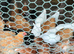 Chickens