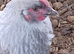 French Silver Lavender Marans Fertile Eggs for Hatching