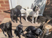 2 puppies for &pound;700 , one for &pound;400 cockerspaniel mix