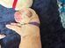 5 beautiful male Labrador puppies