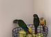 Baby conures - hand readred