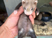 Baby Ferrets - Reserve Now 2 for &pound;100