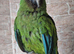 Tame Military Macaw