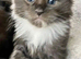 Stunning Maine coon Hugh kittens