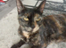 4 beautiful kittens for sale