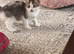 Kitten 9 weeks old