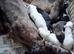 Well bred beautiful lurcher puppies