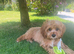 Apricot cavapoo