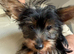 Male and female Yorkshire terrier pups