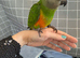 Silly tamed babies Senegal parrots