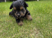 Yorkshire terrier biewer puppies for sale