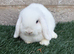 Mini lops buck