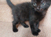 Beautiful 'Ghost Tabby' Black Female Kitten Looking For Her Forever Home