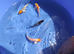 &pound;5 koi carp