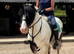 Pony club/ games/ hunt pony 12.2hh mare 8 yrs