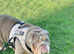 16months old exceptional male