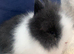 Baby double maned lionheads