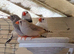 Young zebra finches for sale