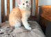 Fife registered, red silver Maine coon kittens