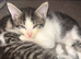 2 gorgeous Maine coon x oriental babies left