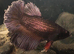 Alien Betta
