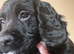 Cocker pup