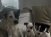 2 puppy jack russells