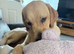 Beautiful Labrador
