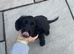 cockerspaniels puppies
