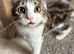 Gorgeous kitten
