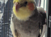 Male cocktail