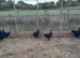 French Black Copper Maran Pullets