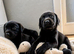 Labrador puppy