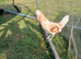 Trio polish bantams