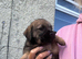 Beautiful border terrier pups
