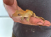 Different reptiles for sale