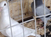 Racing pigeon for sale