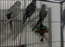 Baby Budgies available £75 a pair