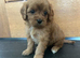 CAVAPOO PUPS F1 REDS PARANTS DNA TESTED