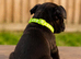 Staffordshire bull terrier pups