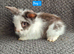 Mini Lion Lop Bunnies